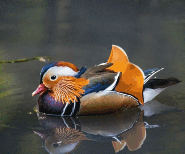 640_534gif 动态图 动图