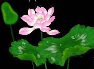 荷花宁静的夏天梁静茹gif动图_动态图_表情包下载_soogif