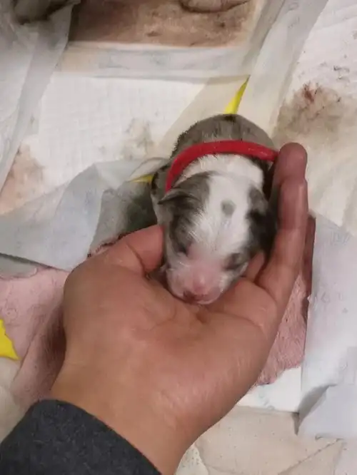 边牧孕期61天开盲盒