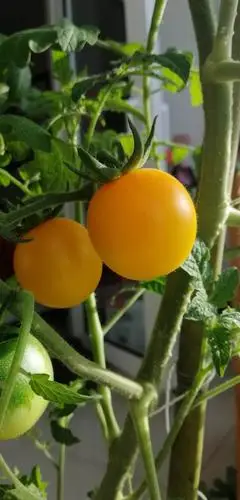 盆栽西红柿好吃又美观,小朋友的最爱