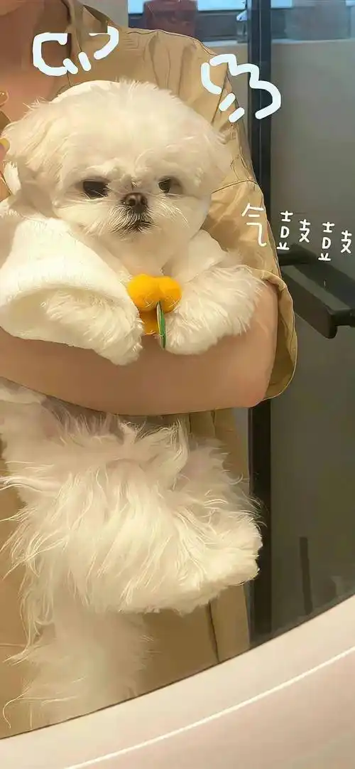 壁纸|这组精致的锁屏壁纸太喜欢了!