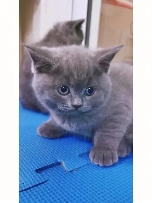 我的猫 #英短蓝猫  #我家逆子  家里新添一员
