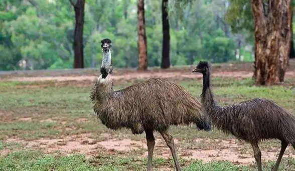 20000只巨鸟横扫澳洲士兵机枪扫射阻挡1万发子弹却只消灭12只