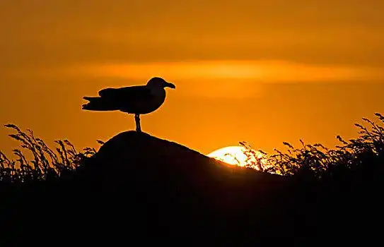黑背,海鸥,成年,站立,石头,剪影,日落,岛屿,爱尔兰,欧洲