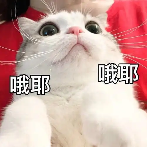 萌宠猫星人哦耶开心搞怪呆萌gif动图_动态图_表情包下载_soogif