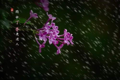 雨中赏花紫丁香
