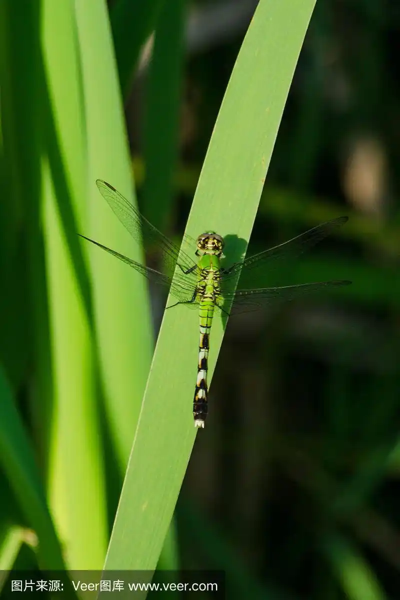 草叶上的绿蜻蜓.