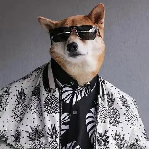 穿衣服小狗头像 小狗头像图片大全 -【爱个性】