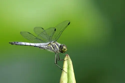 蜻蜓落在小荷角