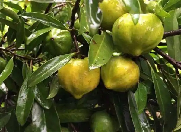 41种不常见的罕见水果图片和名字