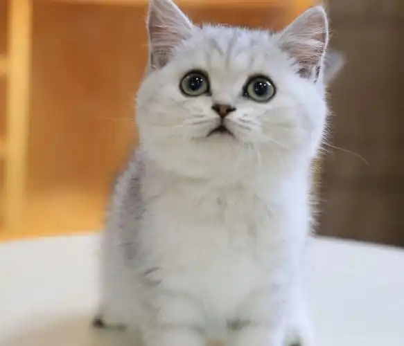 英短银渐层宠物猫咪