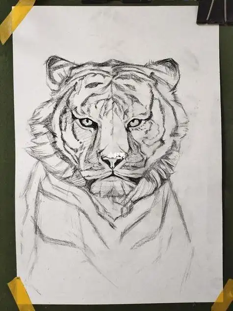 铅笔画老虎 铅笔画老虎的画法图片
