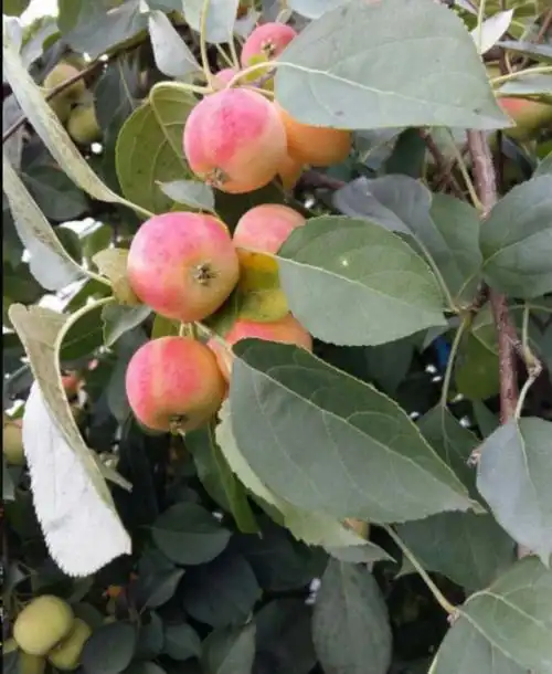 东北大沙果海棠果脆爽口