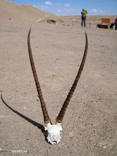 仗着酒量,小卫搬出保护站不知是何年缴获的藏羚羊角,角高近一米,很