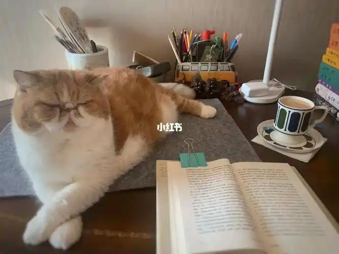 但总是不到3秒就睡着了#我家宠物好可爱  #家有肥猫  #家有加菲猫