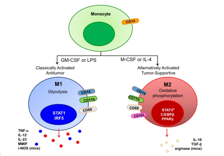 neurooncology2020年2月文章速览