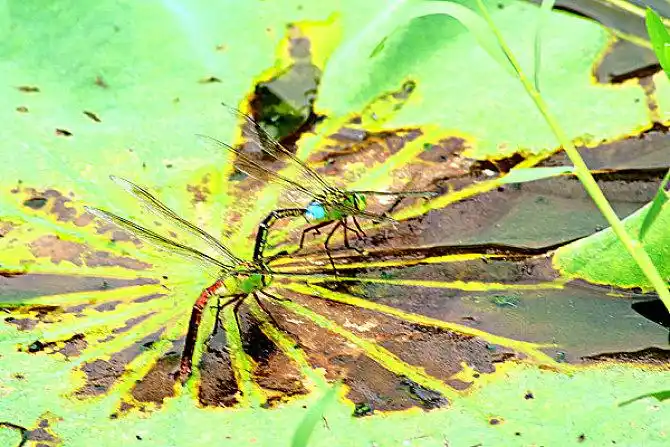 蜻蜓产卵进行时