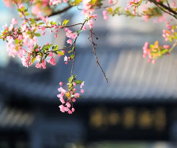 海棠花开莫愁湖