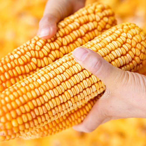 农之子饲料玉米种子矮大棒抗旱抗倒杂交大田苞米 郑单958种子约11200