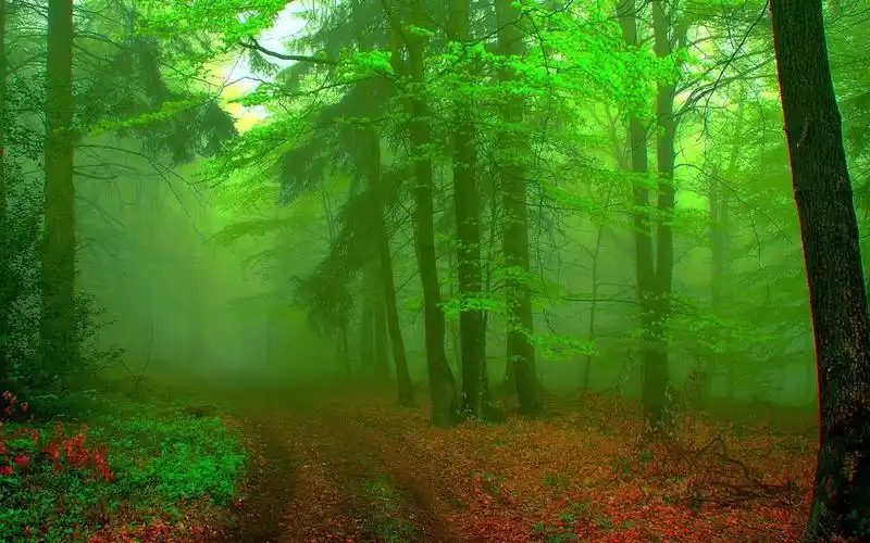 护眼绿色风光屏保壁纸大全自然风景唯美图片护眼风光绿色草地风景桌面