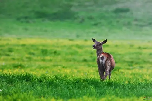 国家二级保护动物马鹿(祝贺图1荣获首页野生动物精华)