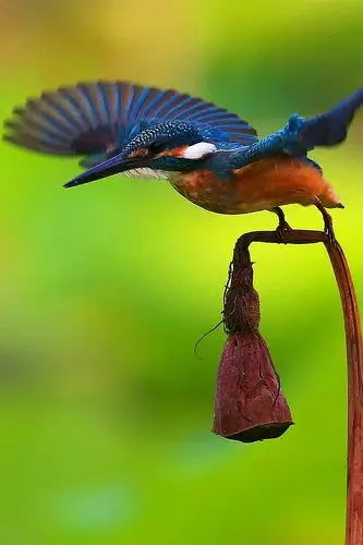 美丽迷人的翠鸟