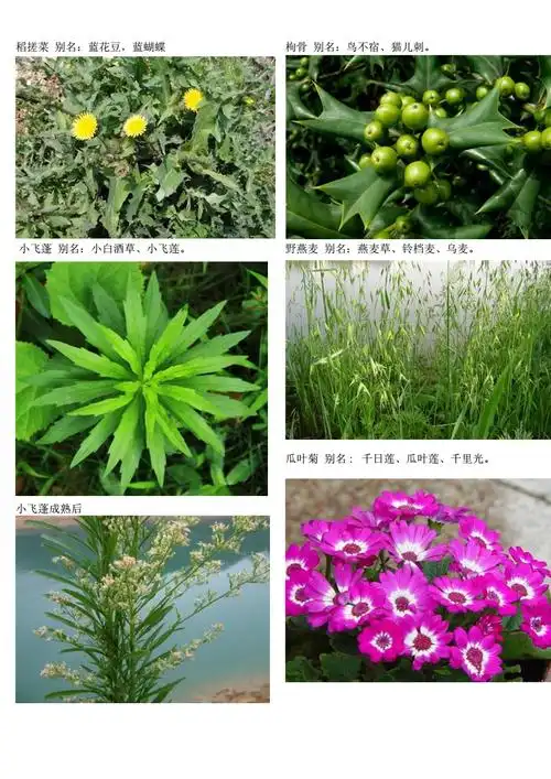 农村,园林常见100种花草植物-新.pdf 32页