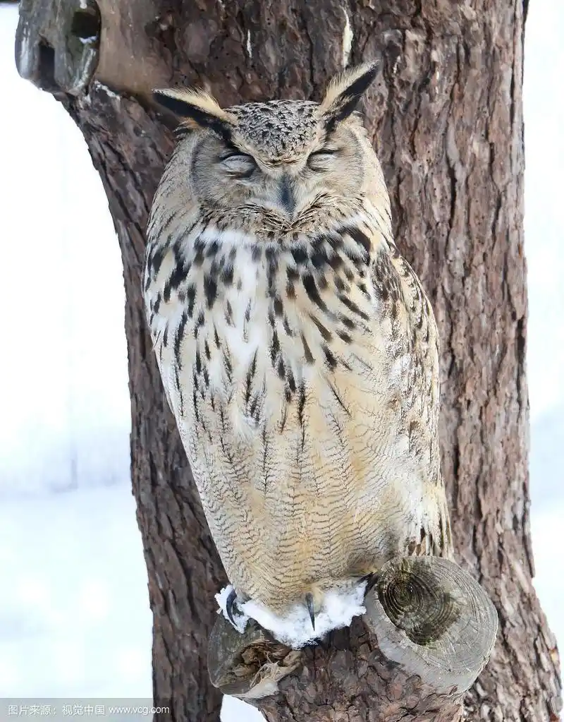 白天睡觉的猫头鹰