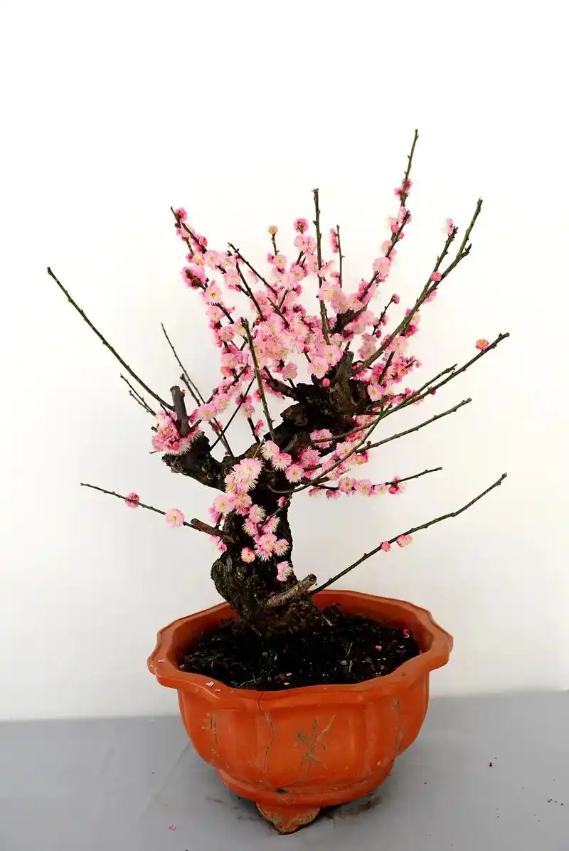 盆栽梅花,展出许多优秀的作品#梅花盆景 #不一样的美 #盆景 - 抖音