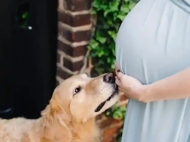 因为怀孕,婆婆要送走爱犬.为此天天吵架,真的不能养狗吗