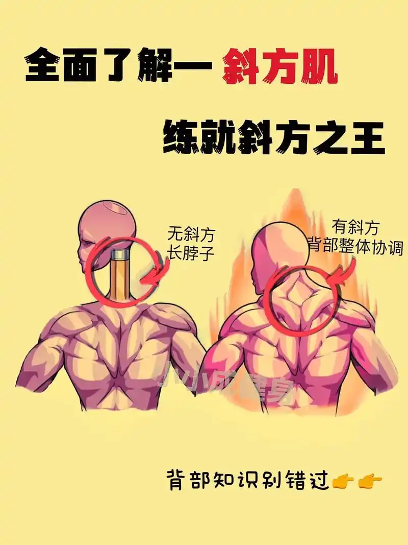 斜方肌的锻炼是整个背部不可或缺的.