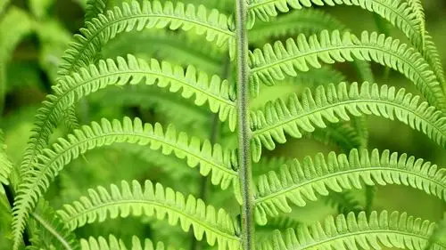 壁纸>植物壁纸>绿色系小清新护眼高清桌面壁纸> ( 7 / 9 ) 2020-09-25