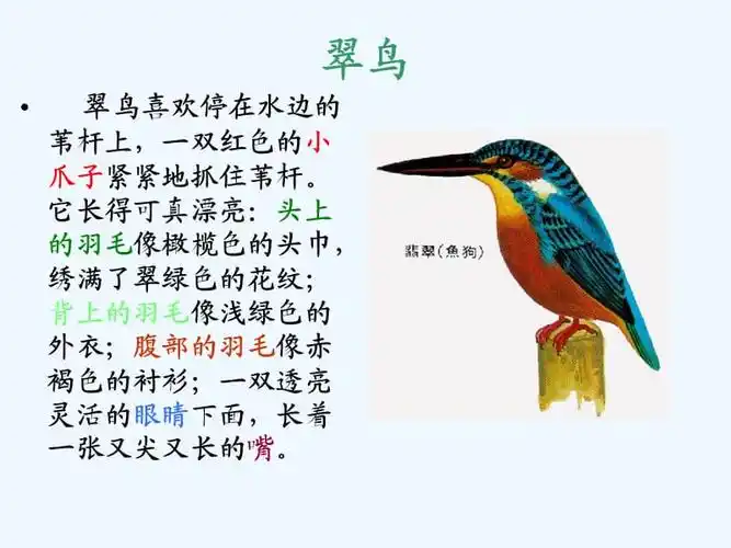 三年级下册《翠鸟》课件.ppt