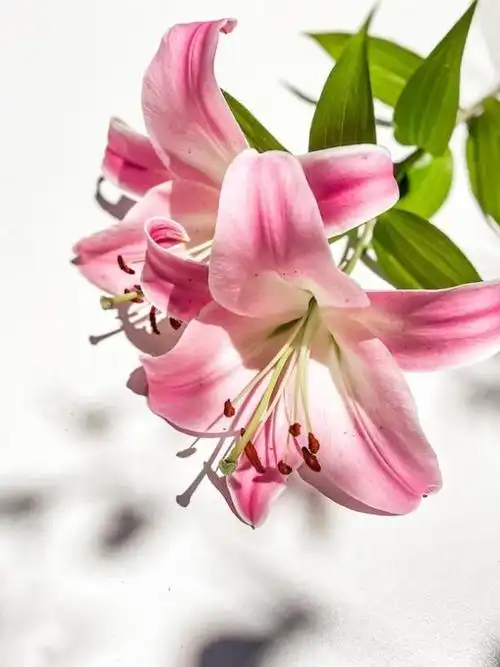 百合花是一种美丽的花卉,它以其高雅的外貌和独特的花朵而闻名于世.