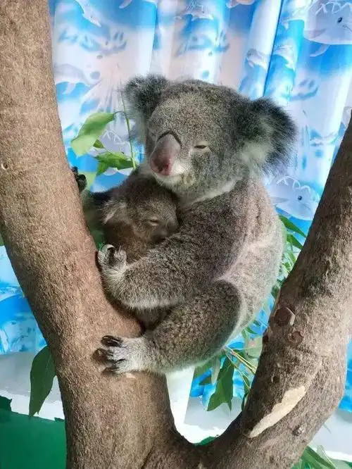 现在还在喝奶阶段, 每天黏着妈妈不放, 有时还会模仿妈妈 吃桉树叶