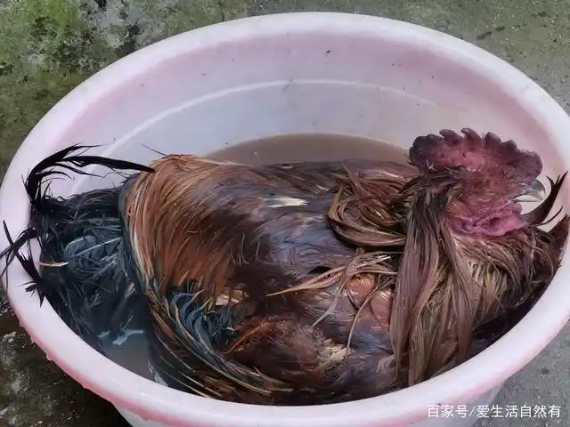 拔鸡毛如此简单学会一招拔得又快又干净