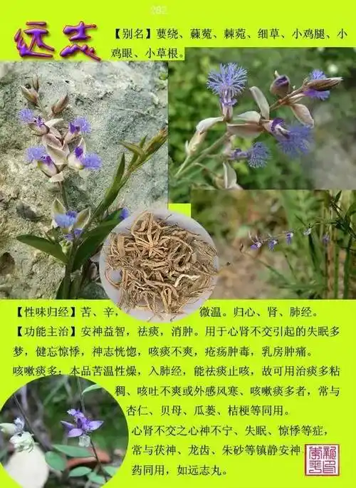 300种常见中草药图谱