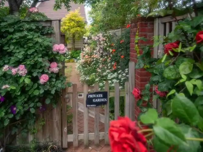唯美舒心的朋友圈花朵景色背景图愿心存美好心境自然美