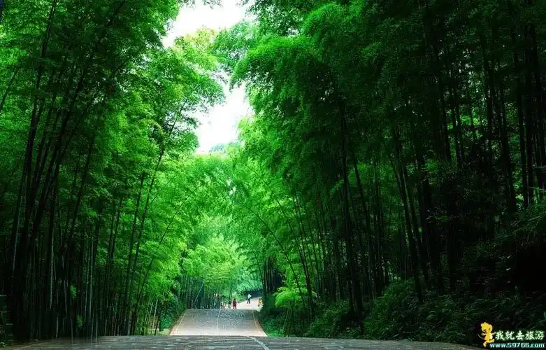 蜀南竹海 (灌水)