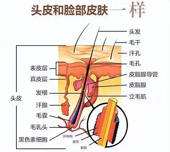 有植介:为什么毛囊健康是毛发健康的基础?