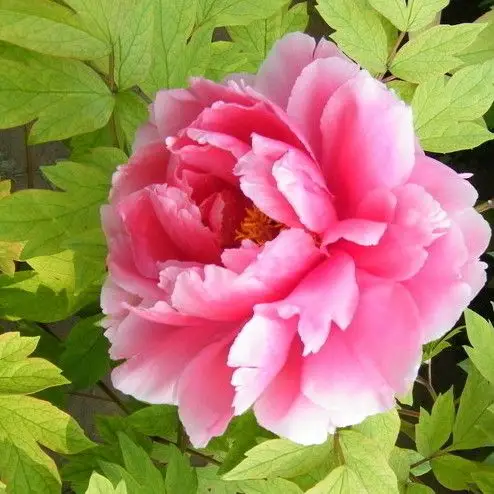 菏泽正宗大花径花苗 红色** 国花牡丹 盆栽