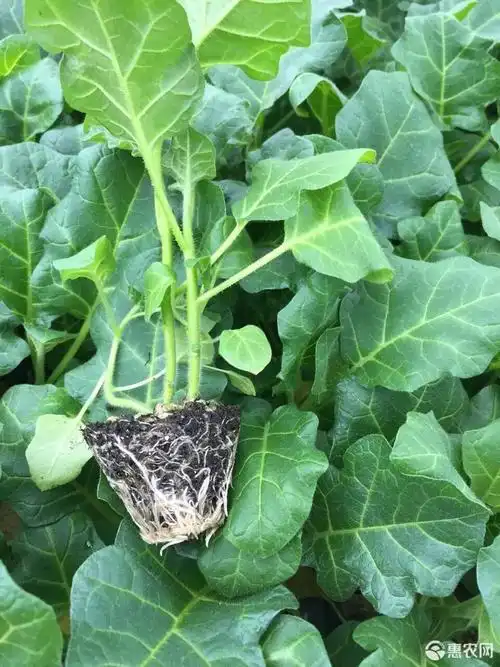 [茄子苗批发]茄子苗 大红袍圆茄苗 中晚熟 亩产高 抗病性好 抗寒耐热