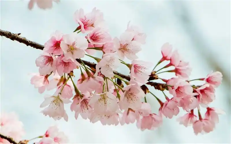 唯美粉嫩的樱花高清桌面壁纸