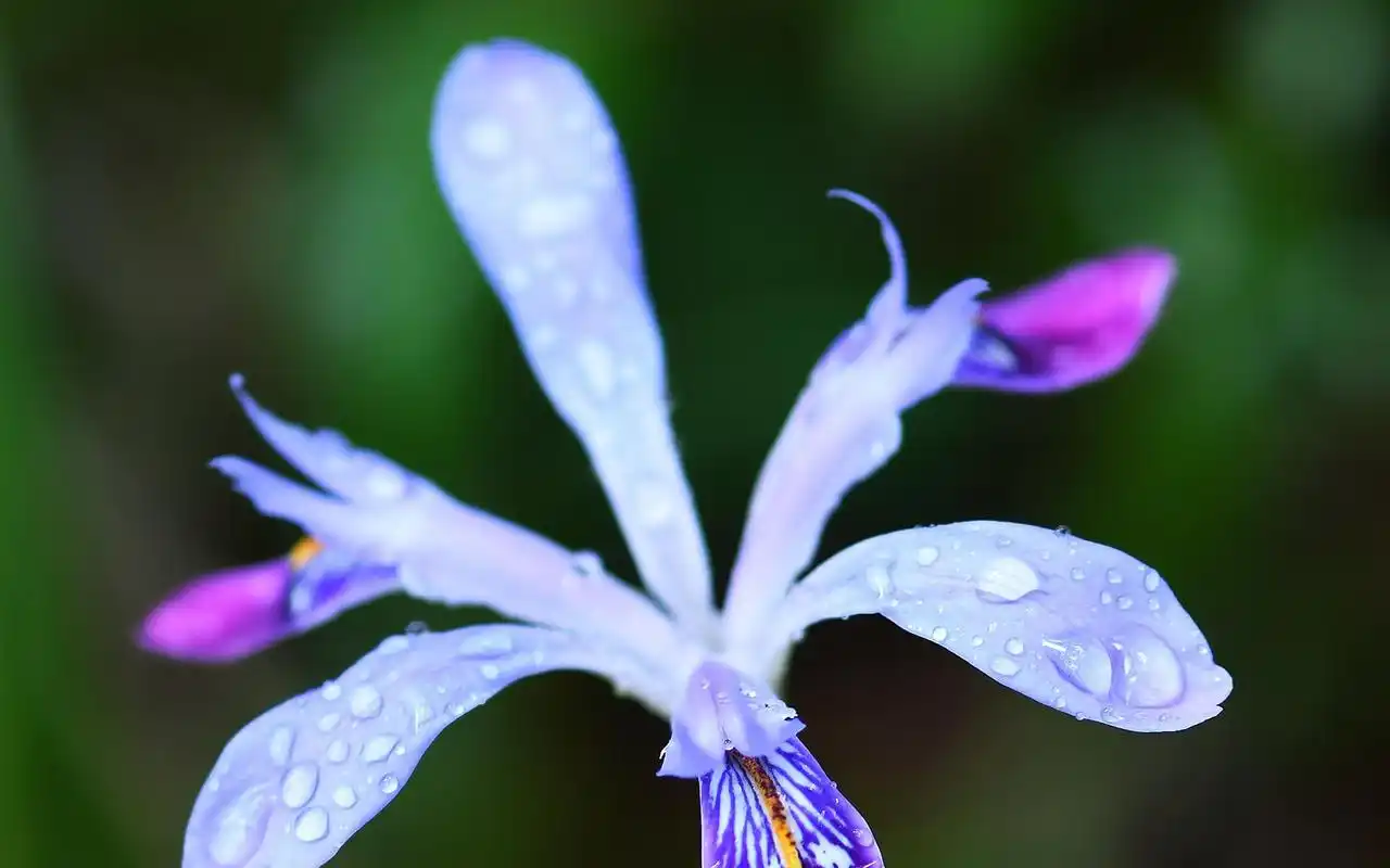 小清新鸢尾花唯美花语