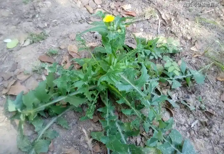 农村1种植物,人称苦荬菜,有"败火"之能,价值极高_的作用_味道_食用