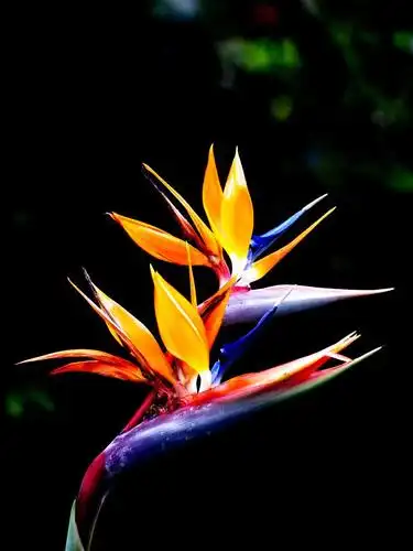 黑色的背景里天堂鸟的花朵