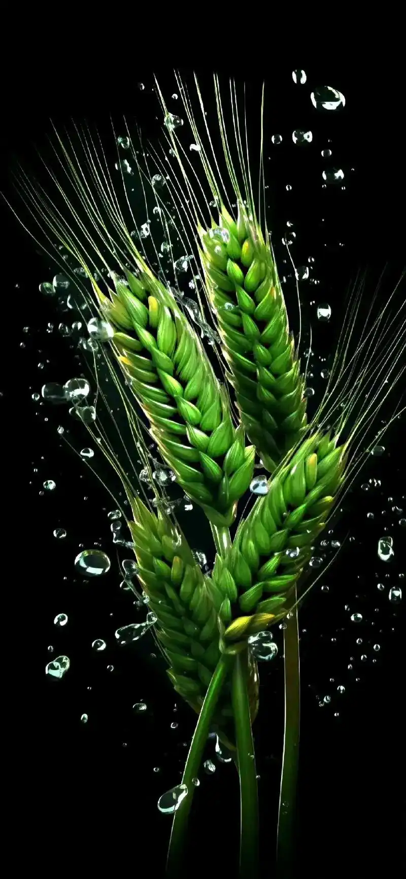 护眼高清手机壁纸喜欢拿走