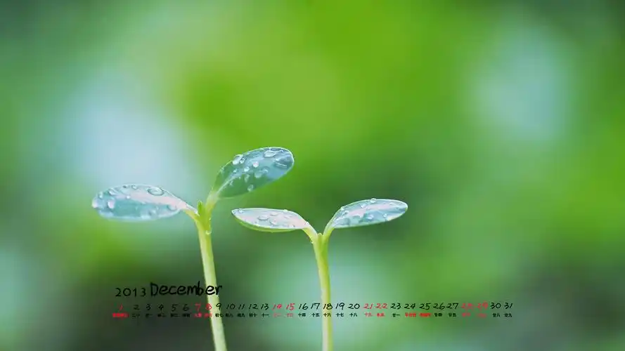 清新绿色护眼高清12月日历桌面壁纸
