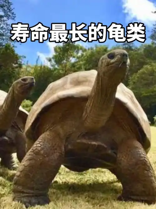 养龟第一课|最长寿的龟