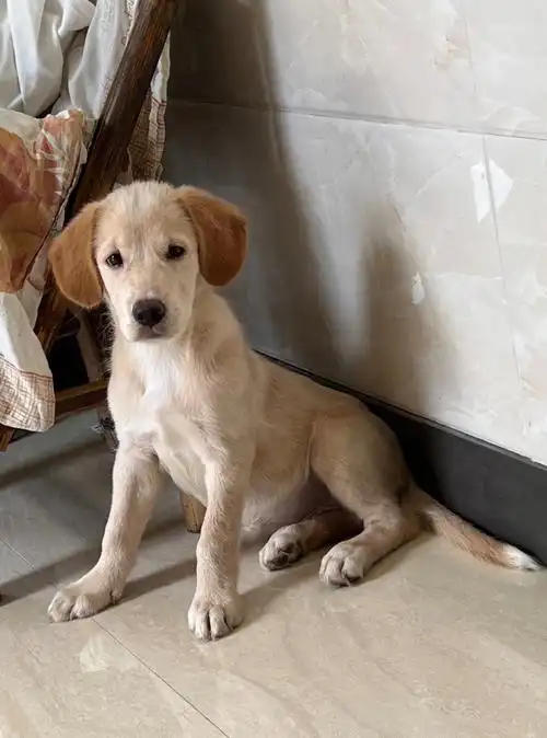 大家帮忙看看这是金毛跟什么的串